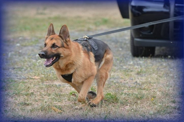 Police & Sheriff K9 Patches